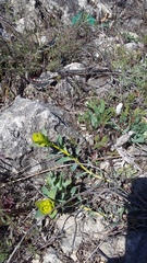 Euphorbia glareosa