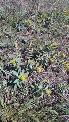 Euphorbia glareosa