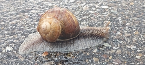 Roman Snail