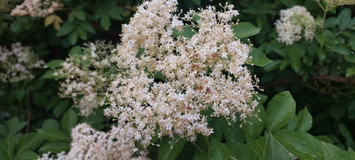 European black elderberry