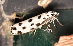 Ethmia sphaerosticha
