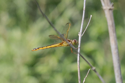 Needham's Skimmer