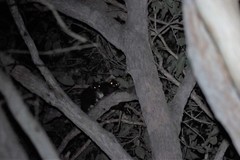 Pseudocheirus occidentalis