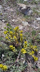 Euphorbia glareosa