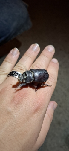 Iberian rhinoceros beetle