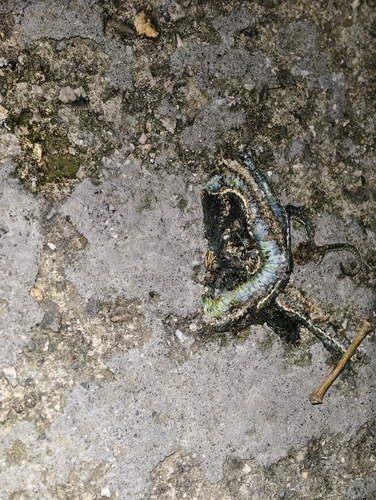 Chinese Green Tree Viper