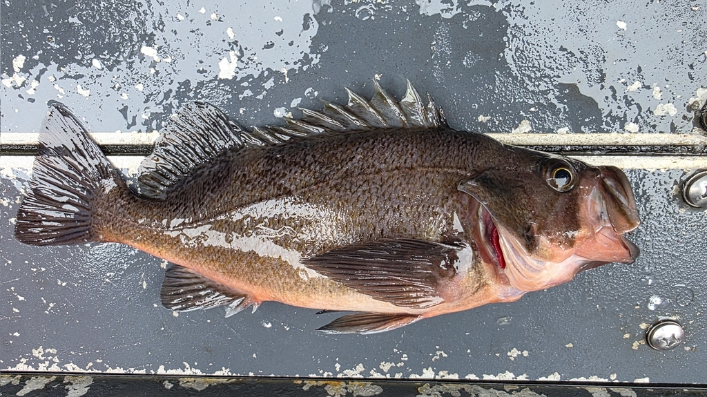 Sebastes variabilis