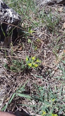 Euphorbia taurinensis