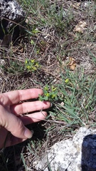 Euphorbia taurinensis