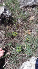 Euphorbia taurinensis