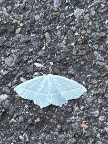 Light Emerald