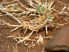 Caelifera