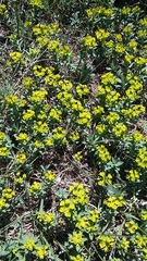Euphorbia glareosa