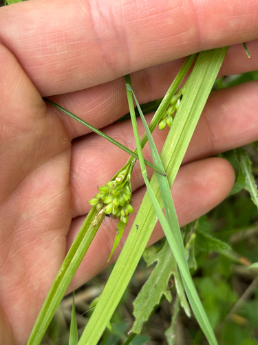 Carex blanda, photograph 4