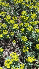 Euphorbia glareosa