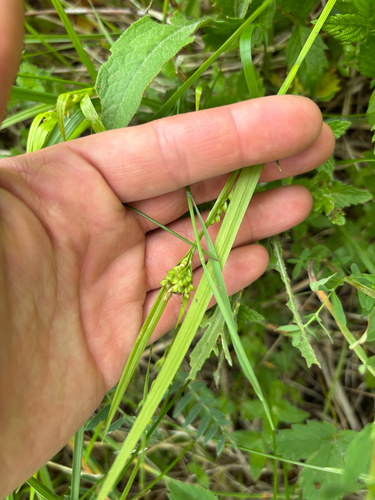 Carex blanda, photograph 5