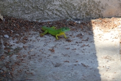 Lacerta trilineata polylepidota