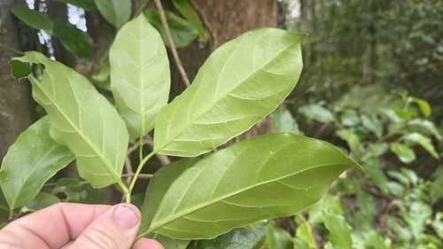 Pennantia cunninghamii, photograph 5