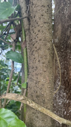 Pennantia cunninghamii, photograph 6