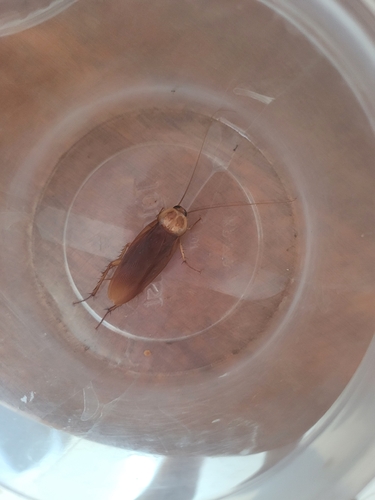 American Cockroach