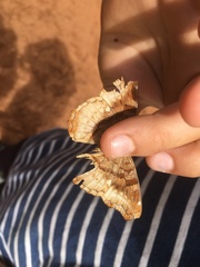 Eurytela dryope