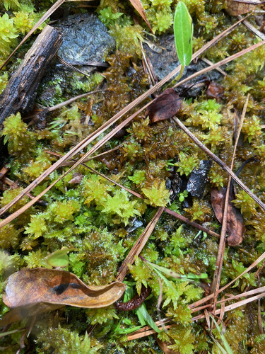 Sphagnum lescurii observed 2026-06-05