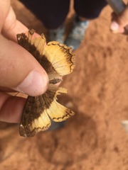 Eurytela dryope