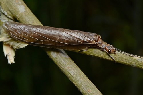 Parachauliodes nebulosus