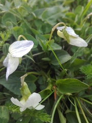 Viola canina