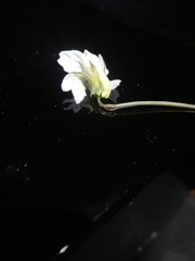 Viola canina