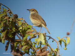 Cisticola guinea