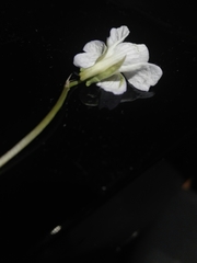 Viola canina