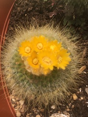Parodia
