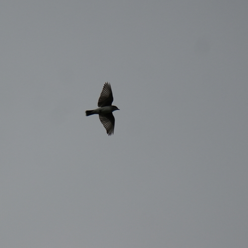 Eastern Kingbird