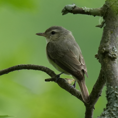 Warbling Vireo