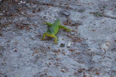 Lacerta trilineata polylepidota