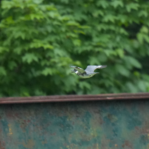 Belted Kingfisher