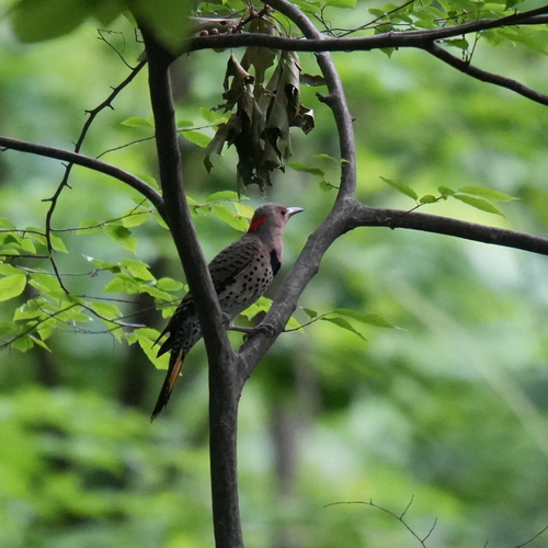 Northern Flicker