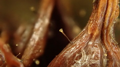 Parascedosporium putredinis