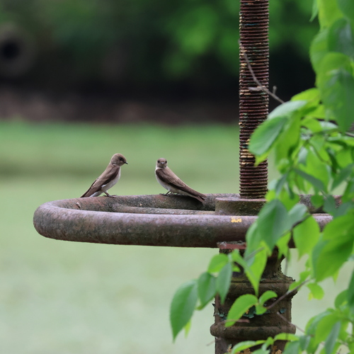 Northern Rough-winged Swallow