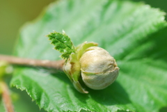 Phytoptus avellanae