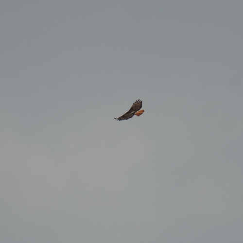 Rotschwanzbussard