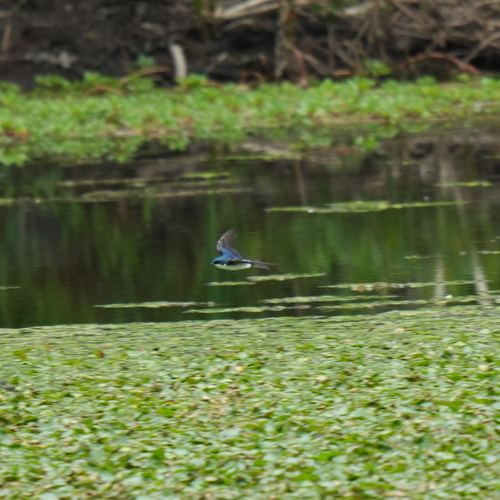 Tree Swallow