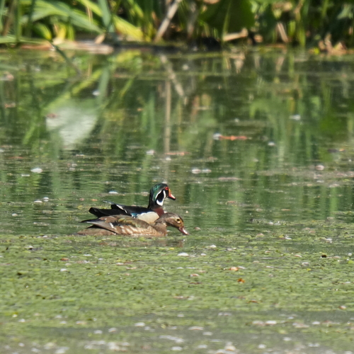 Wood Duck