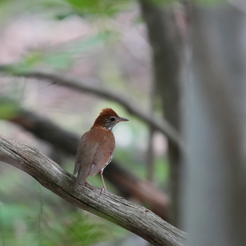 Wood Thrush