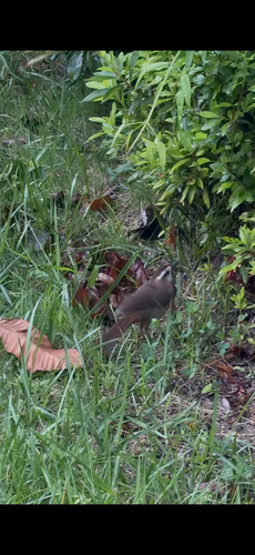 White-browed Laughingthrush