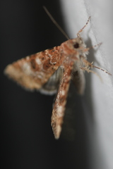 Heliothis punctifera