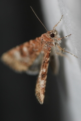 Heliothis punctifera