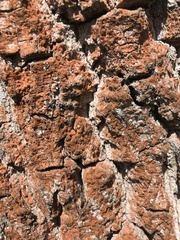 Trentepohlia umbrina