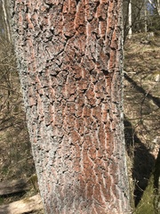 Trentepohlia umbrina